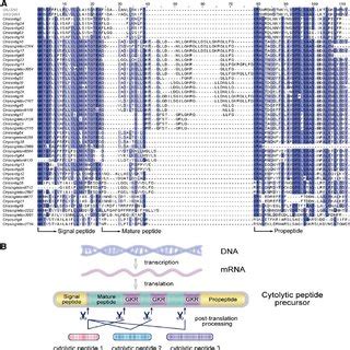 Molecular diversity of Chaerilidae venom peptides  .